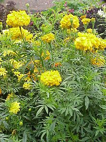 Marigold can be used in bath products