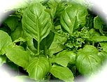 Basil is used in aromatherapy