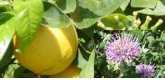 Bergamot essential oil is used in aromatherapy
