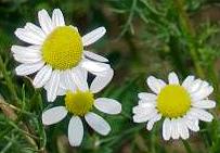 Chamomile flowers and essential oil are used to promote sleep and relaxation at home
