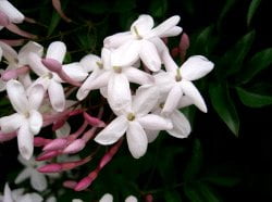 Jasmine is used in aromatherapy to relax