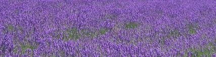 Lavender essential oil is used in aromatherapy