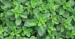 Marjoram can be used in aromatherapy to promote relaxation and comfort.
