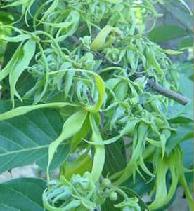 Ylang Ylang essential oil is used in aromatherapy